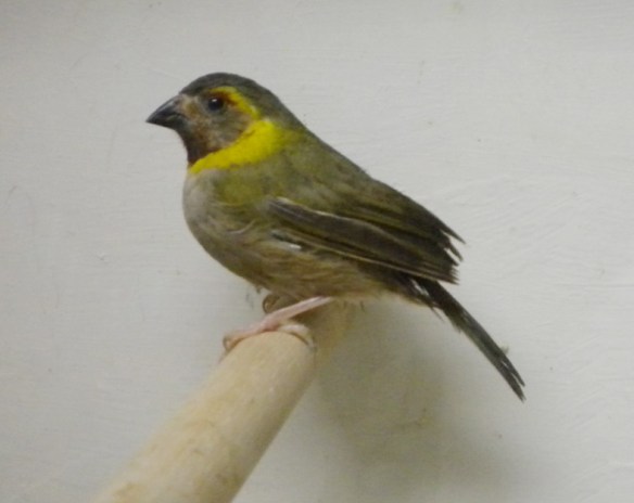 Piccolo cantore di Cuba (femmina)