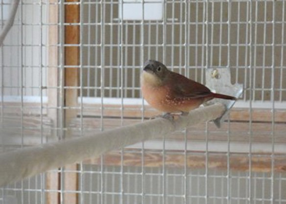 Amaranto mascherato (femmina, foto M.)