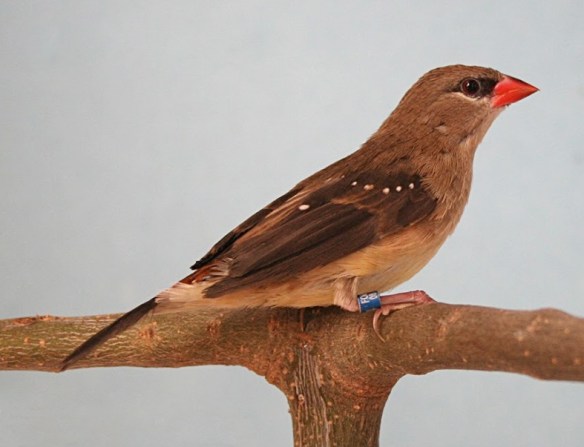 Bengalino moscato (femmina)