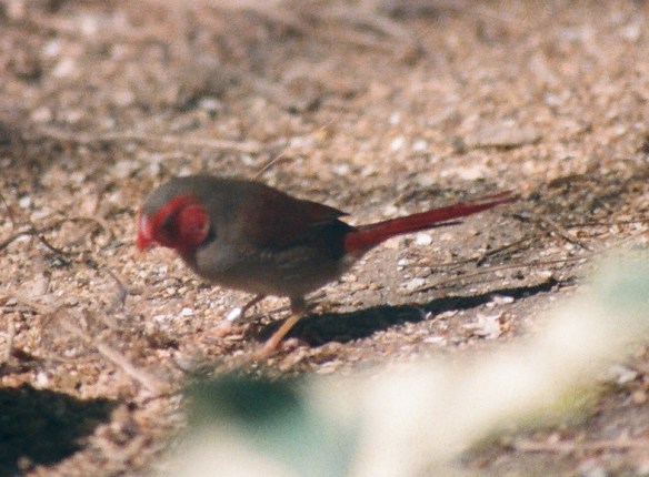 Diamante fetonte (femmina)