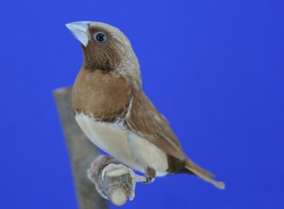 Donnacola petto castano mutazione feomelanico