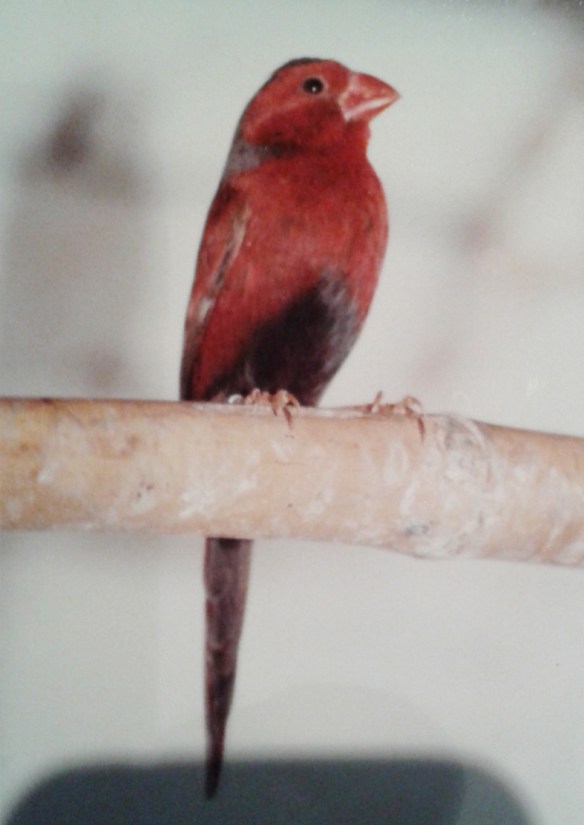 Diamante fetonte (maschio)