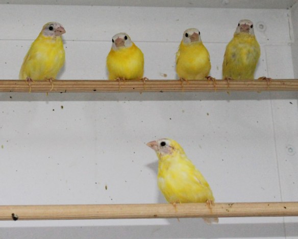 Diamante di Kittlitz mutazione giallo occhio nero (cianico) in colonia