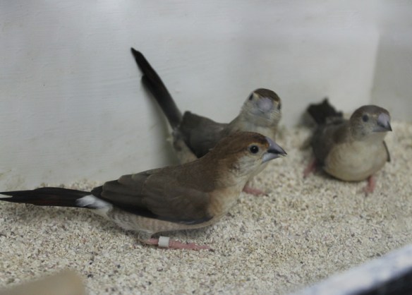 Becco di piombo (gruppo di soggetti)