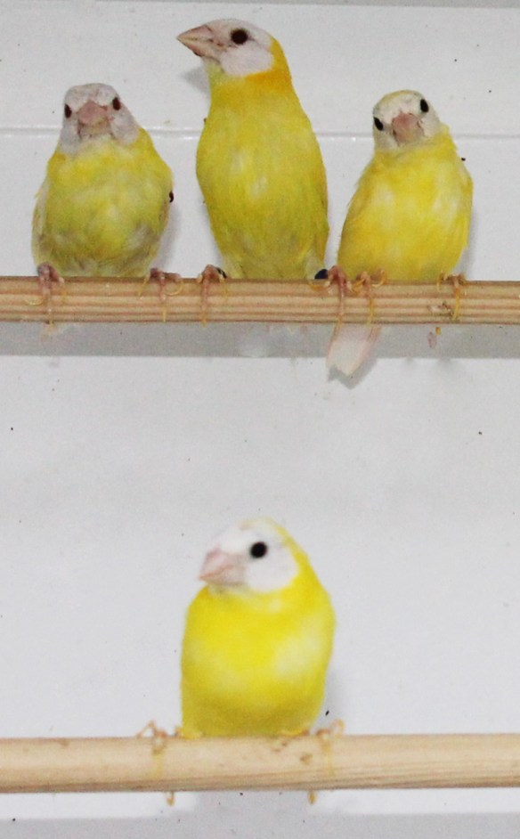 In alto a sinistra due Diamante di Kittlitz Lutino insieme a due giallo occhio nero (acianico)