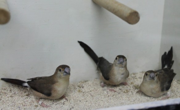 Becco di piombo (gruppo di soggetti)