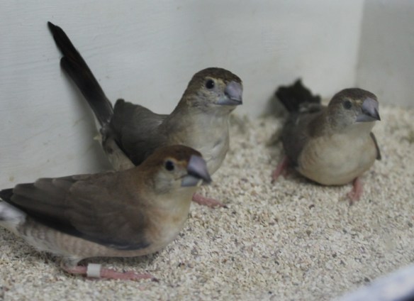 Becco di piombo (gruppo di soggetti)