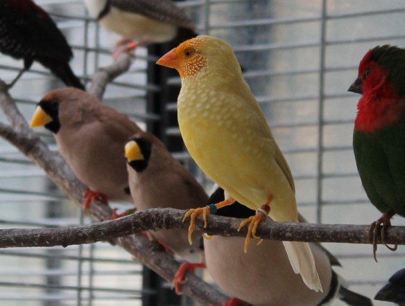 Mutazione "Giallo" testa gialla (maschio)