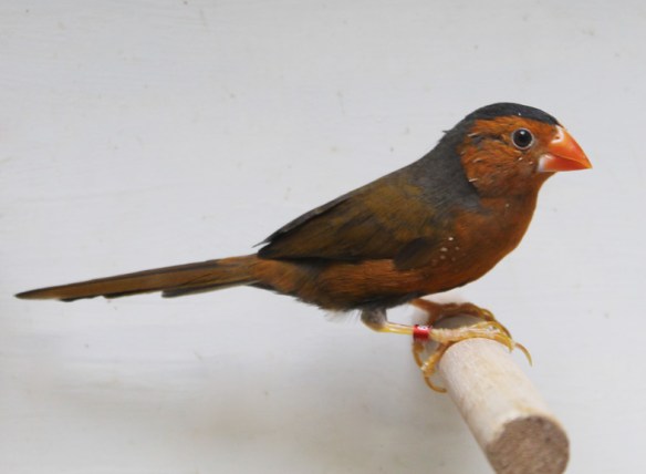 Diamante Fetonte giallo (maschio)