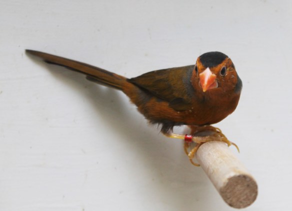 Diamante Fetonte giallo (maschio)