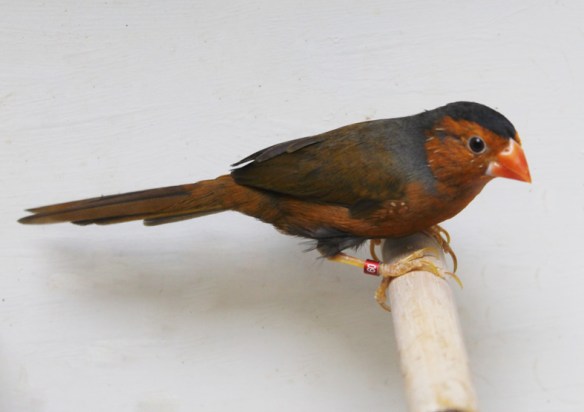 Diamante Fetonte giallo (maschio)