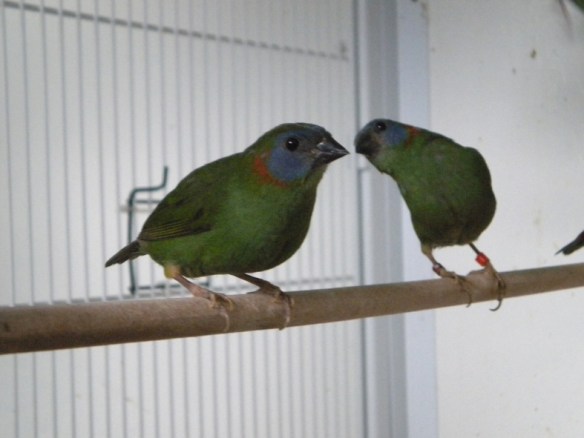 Giovani Diamante coloria prima della muta