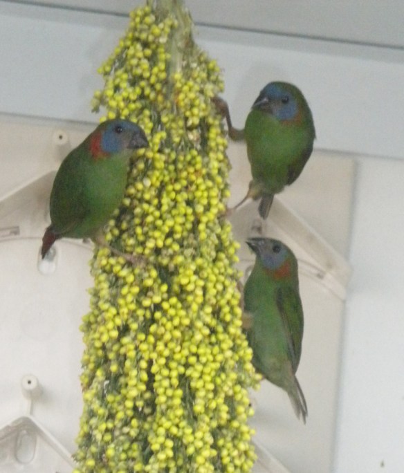 Giovani mentre mangiano del sorgo bianco immaturo