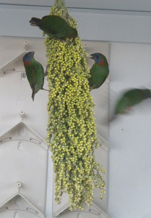 Giovani Coloria mentre mangiano del sorgo bianco immaturo