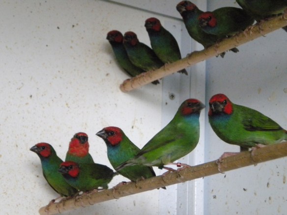 Giovani Diamante di Peale