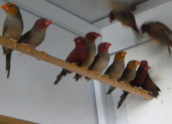 Diamante Fetonte in volieretta