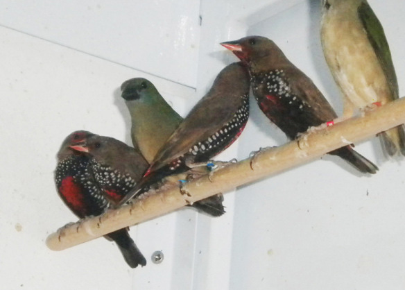 Diamante Variopinto (giovani in fase di muta)