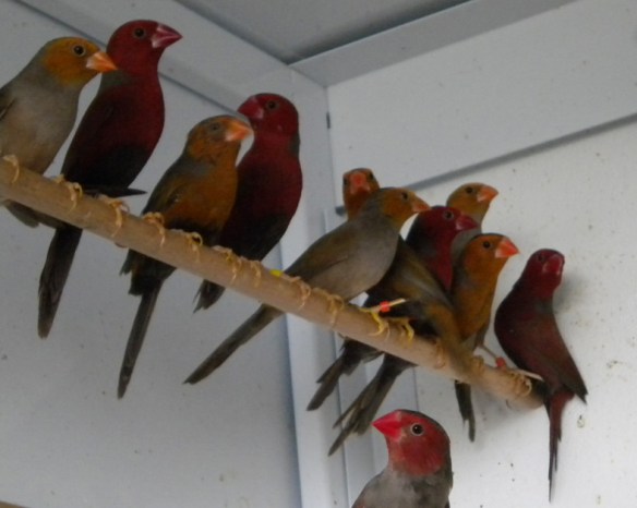 Diamante Fetonte in volieretta