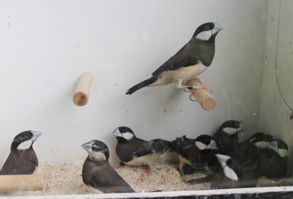 Gruppo di Panda di Timor prima del sessaggio