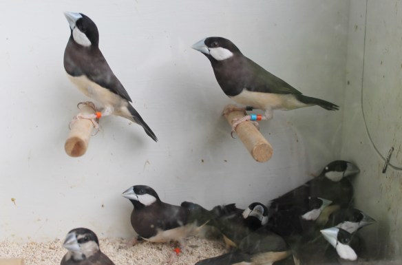 Gruppo di Panda di Timor prima del sessaggio