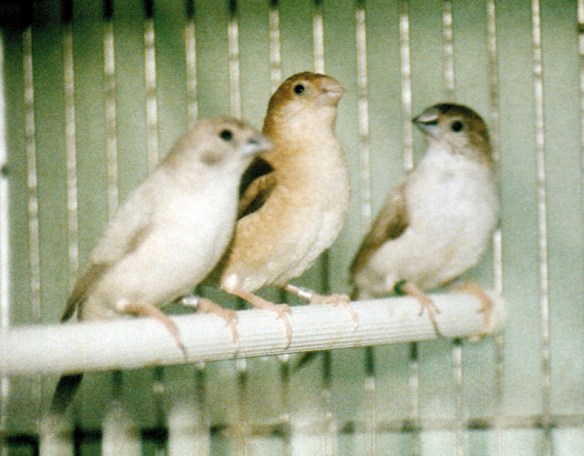 Becco di Piombo mutati. Da SN: opale, bruno, pastello