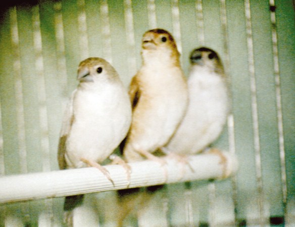 Becco di Piombo mutati. Da SN: opale, bruno, pastello