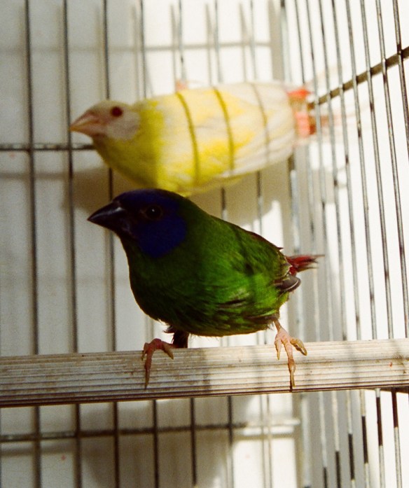 Diamante di Kittliz lutino e ancestrale a confronto