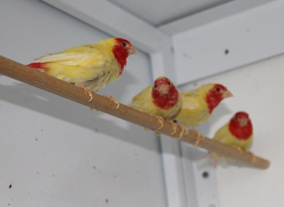 Diamante pappagallo lutino