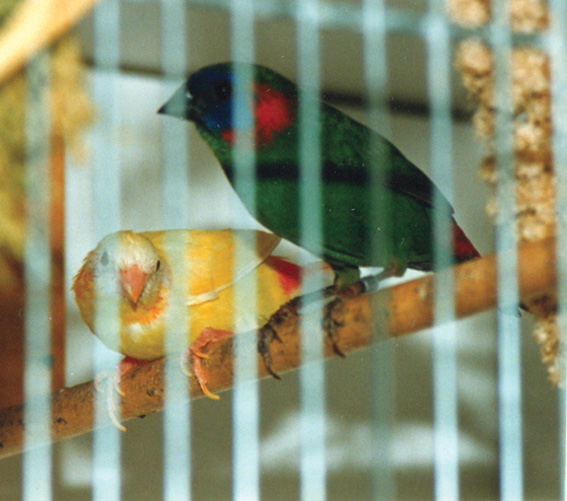 Diamante Coloria mutazione lutino (allevamento olandese)