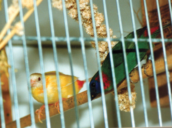 Diamante Coloria mutazione lutino (allevamento olandese)