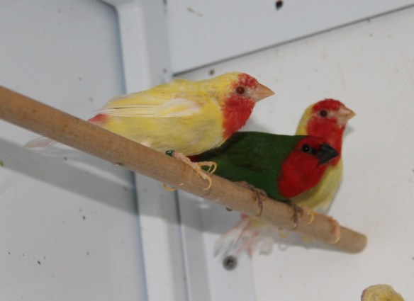 Diamante pappagallo Lutino