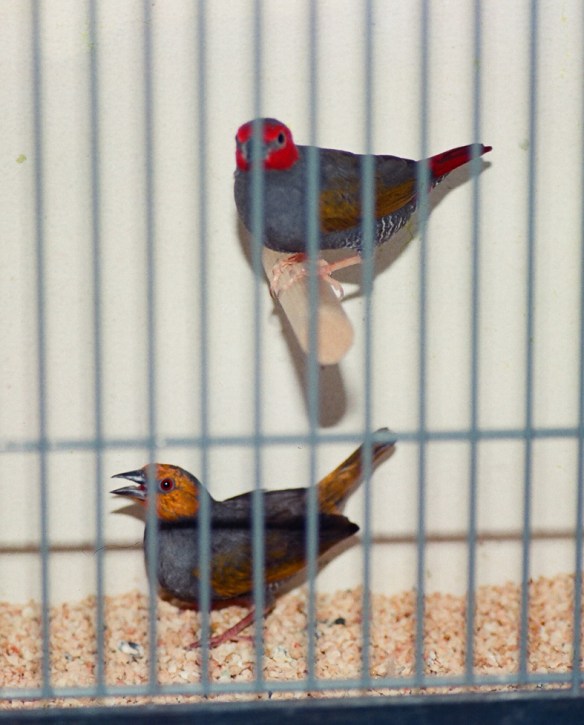 Astro ali gialle "testa e codione giallo" a confronto con un ancestrale