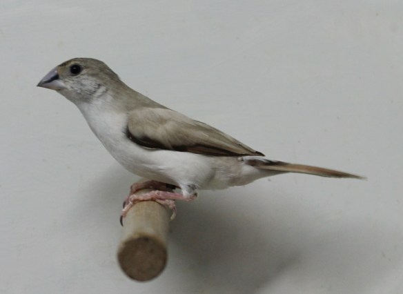 Becco di piombo pastello (maschio)