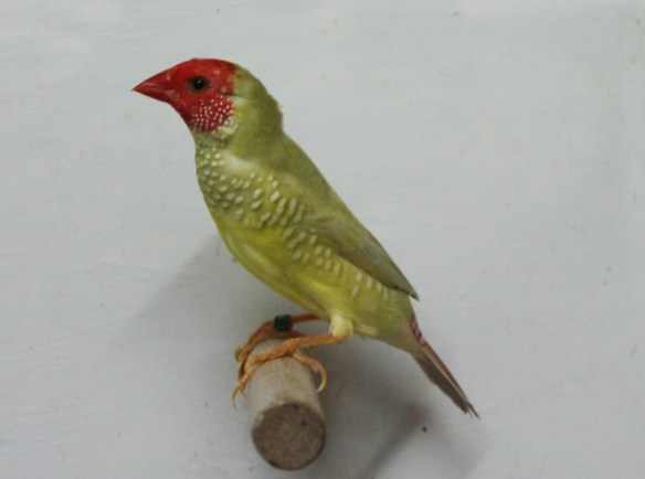 Diamante Codarossa agata (femmina)