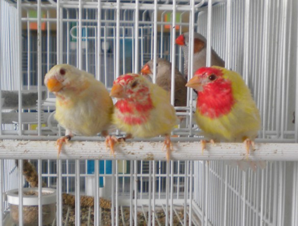 Tre giovani diamante pappagallo lutino in diverse fasi della muta (maschi)