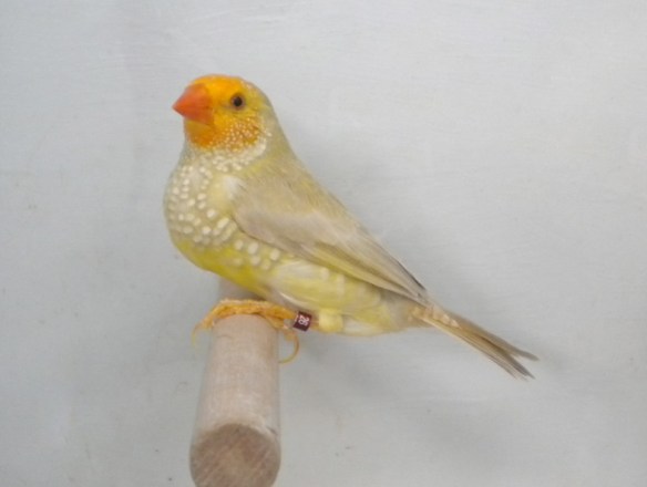 Mutazione: "Giallo" probabile Agata Topazio testa gialla (maschio)