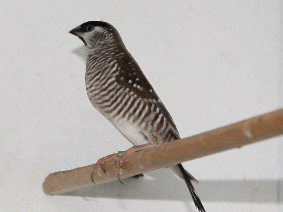 Diamante Zebrato (maschio)