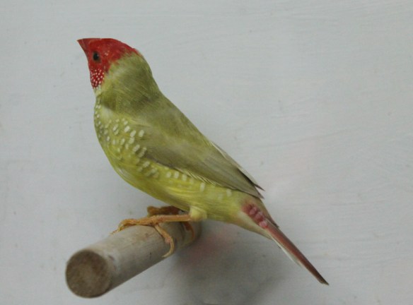 Diamante Codarossa agata (maschio)