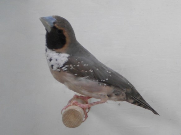 Donnacola petto bianco (maschio)