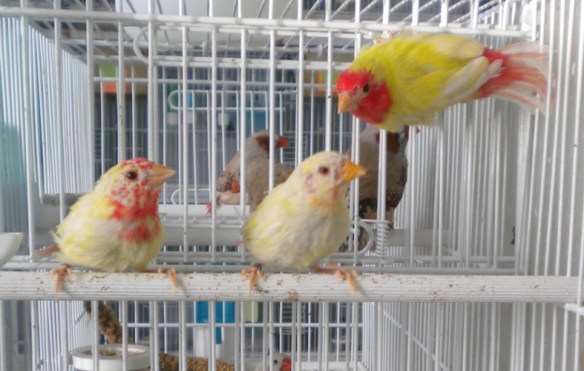 Tre giovani diamante pappagallo lutino in diverse fasi della muta (maschi)