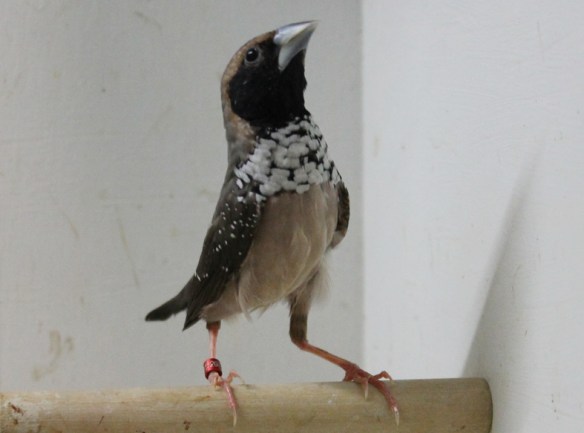 Donnacola petto bianco (maschio)