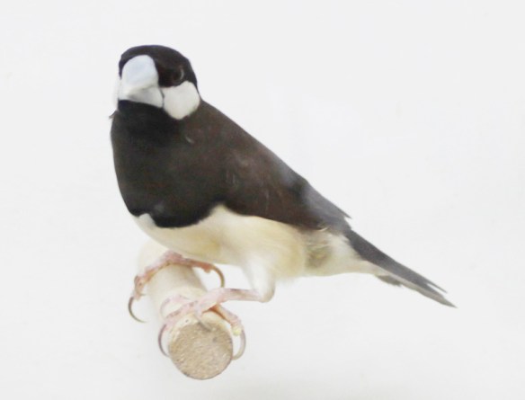 Padda di Timor (maschio)