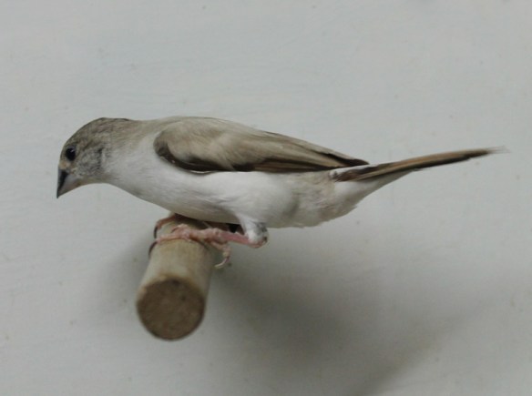 Becco di piombo pastello (maschio)