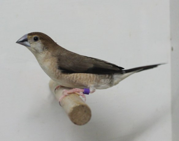 Becco di piombo (maschio)