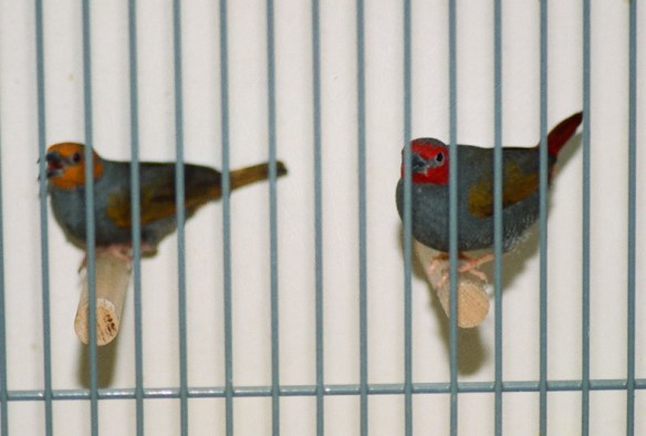 Astro ali gialle "testa e codione giallo" a confronto con un ancestrale