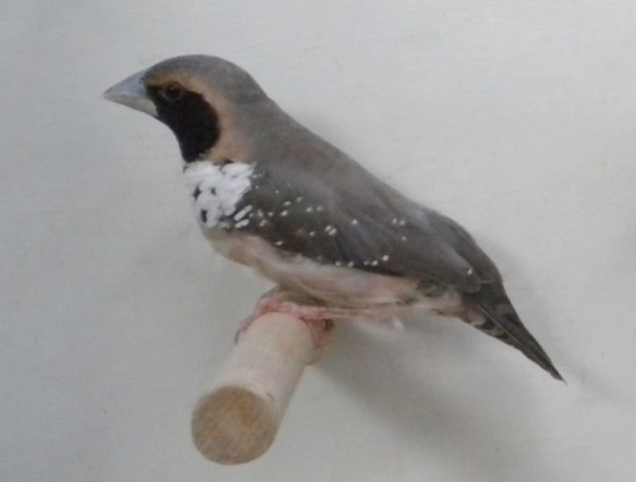 Donnacola petto bianco (maschio)