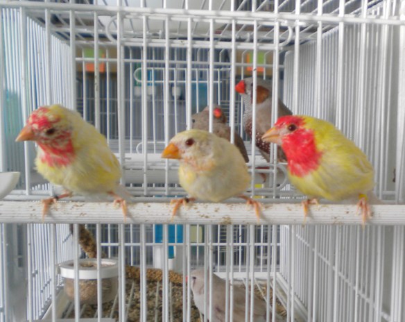 Tre giovani diamante pappagallo lutino in diverse fasi della muta (maschi)