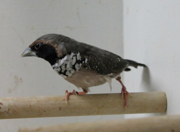 Donnacola petto bianco (maschio)