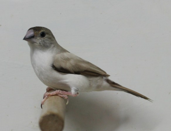 Becco di piombo pastello (maschio)