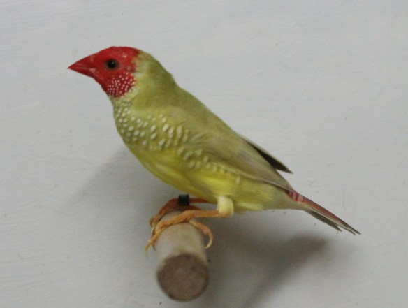 Diamante Codarossa agata (maschio)